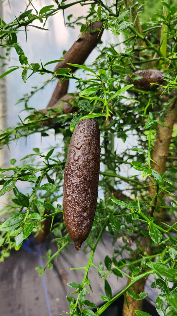 Finger Lime Tree Brown