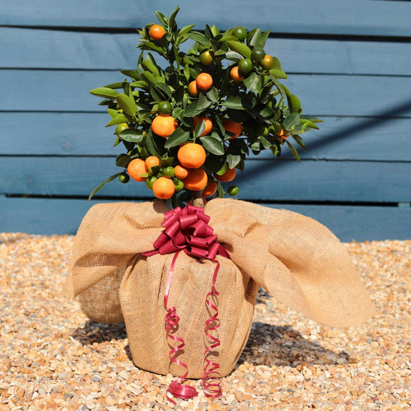 A Gift That Grows – Celebrate Life with a Citrus Tree
