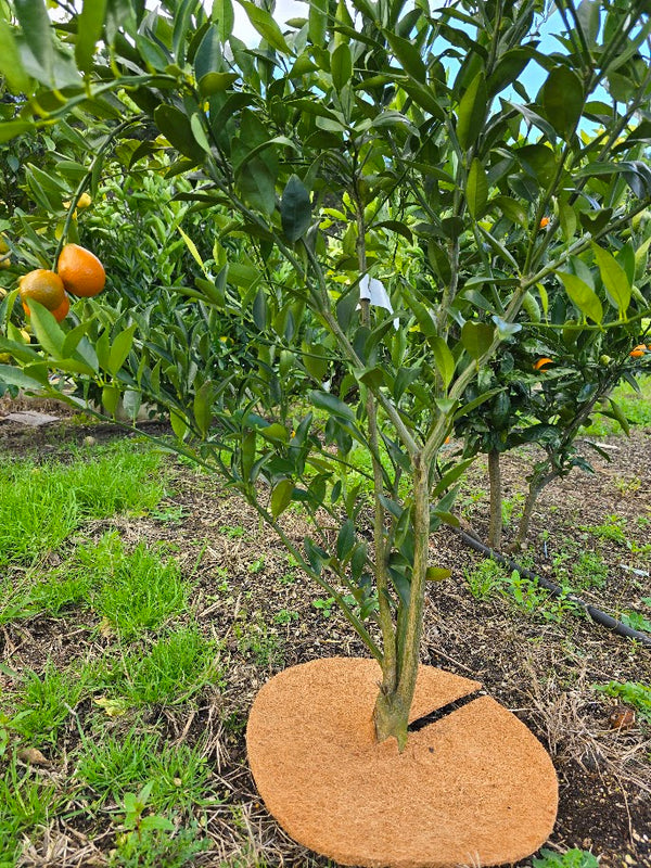 Coir Mats- The Perfect Solution for Protecting and Nurturing Citrus Trees