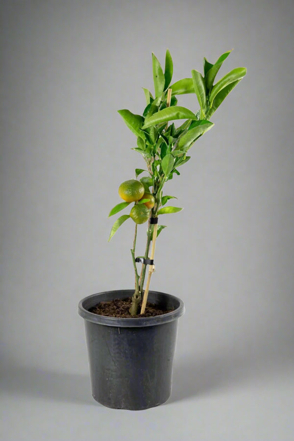 Afourer Mandarin Tree – Sweet, Juicy, and Easy to Love
