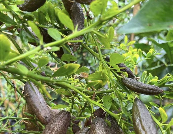 Finger Lime Tree Brown