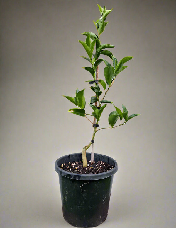 Burgess Scarlet Mandarin Tree – Vibrant Colour, Juicy Sweetness, and Container-Friendly Charm
