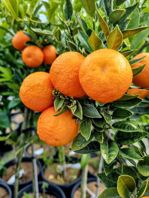 Chinotto Tree (Myrtle-Leaved Orange Tree)