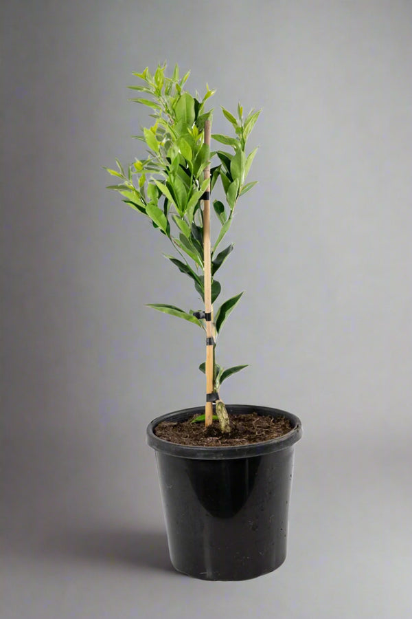Meiwa Kumquat Tree