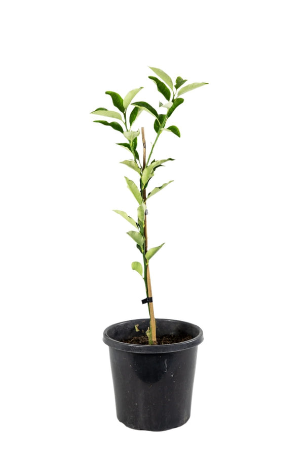 Kumquat Nagami Tree