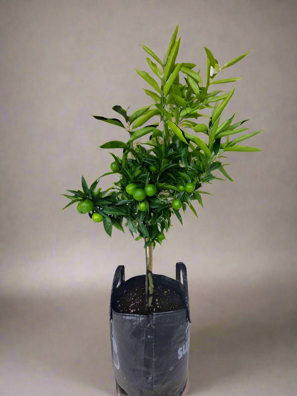 Corsica No.2 Mandarin Trees