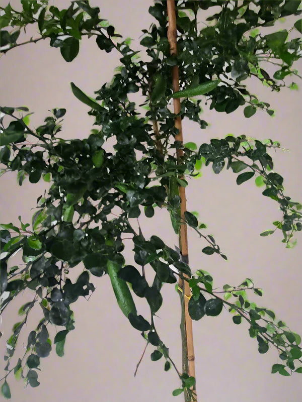 Finger Lime Tree Green