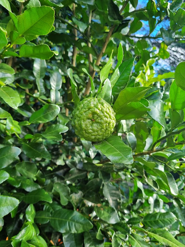 Kaffir Lime Tree (Makrut Lime Tree)