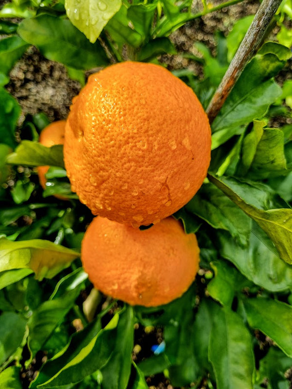 Kiyomi Tangor Orange x Satsuma Mandarin. Sweet & Juicy