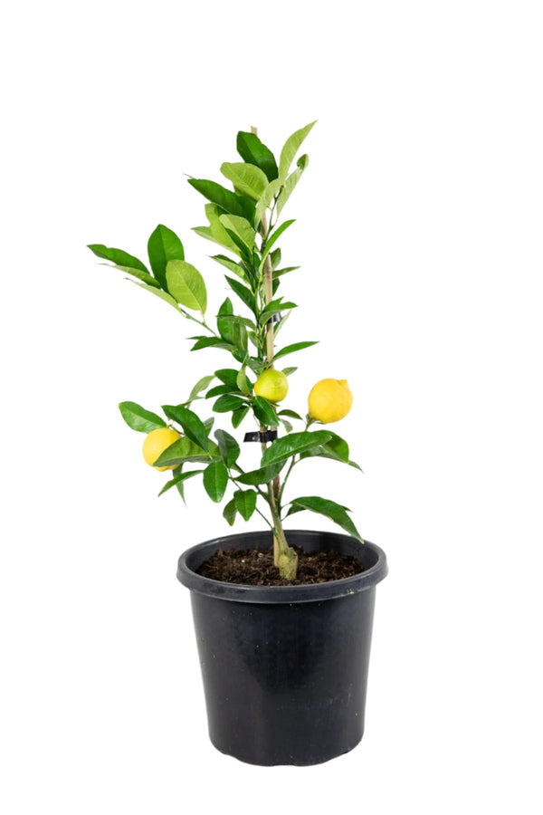 Kusaie Lime Tree (Kusaie Rangpur Tree)