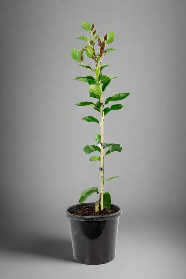Genoa Lemon Tree