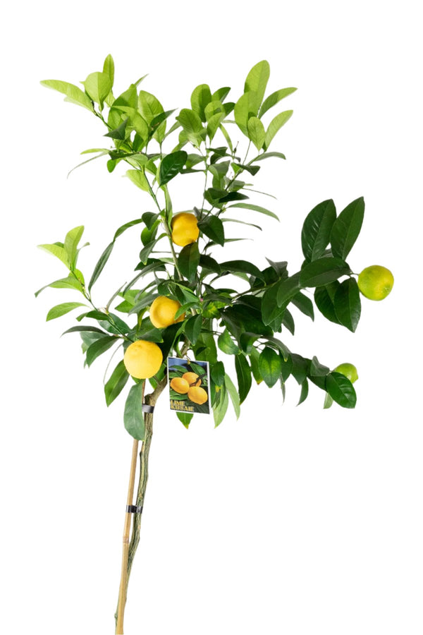 Kusaie Lime Tree (Kusaie Rangpur Tree)
