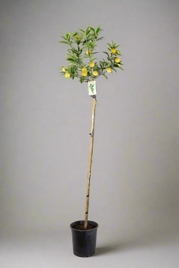 Limequat Citrus Tree