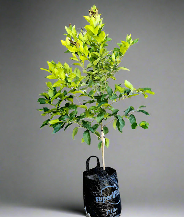 Lisbon Lemon Tree