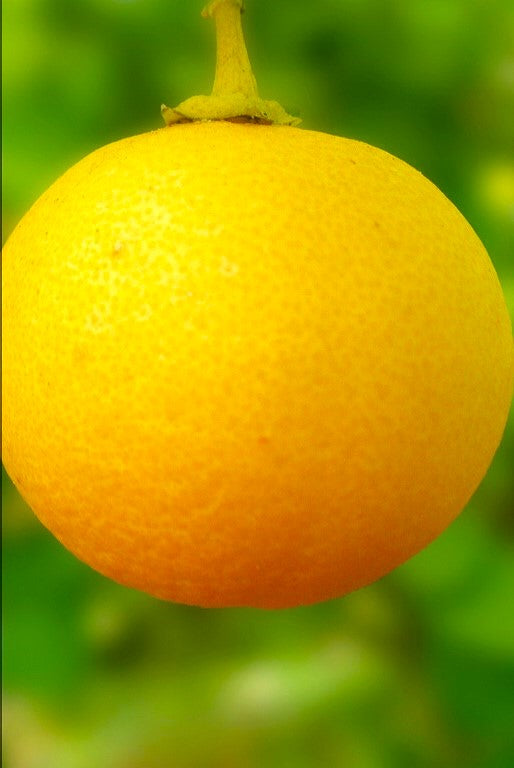Lue Gim Gong  Orange Tree (Valencia)