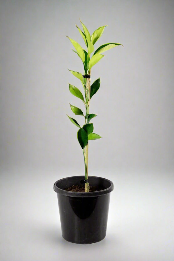 Lue Gim Gong Orange Tree (Valencia)