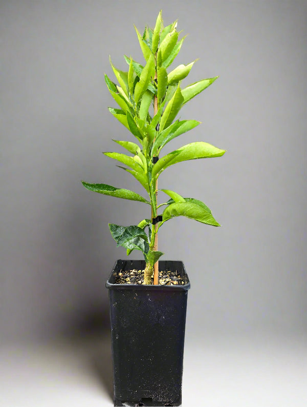 Miyagawa Wase Satsuma Mandarin Tree – Classic Flavour, Gorgeous Form