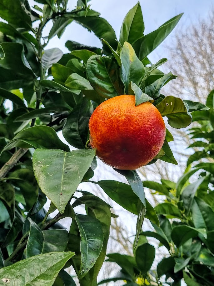 Moro Blood Orange Tree| beautiful taste, blood red