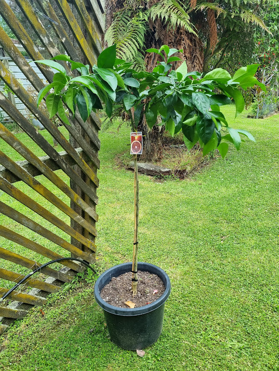 Moro Blood Orange Tree (Valencia)