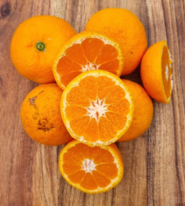Okitsu Satsuma Mandarin Tree