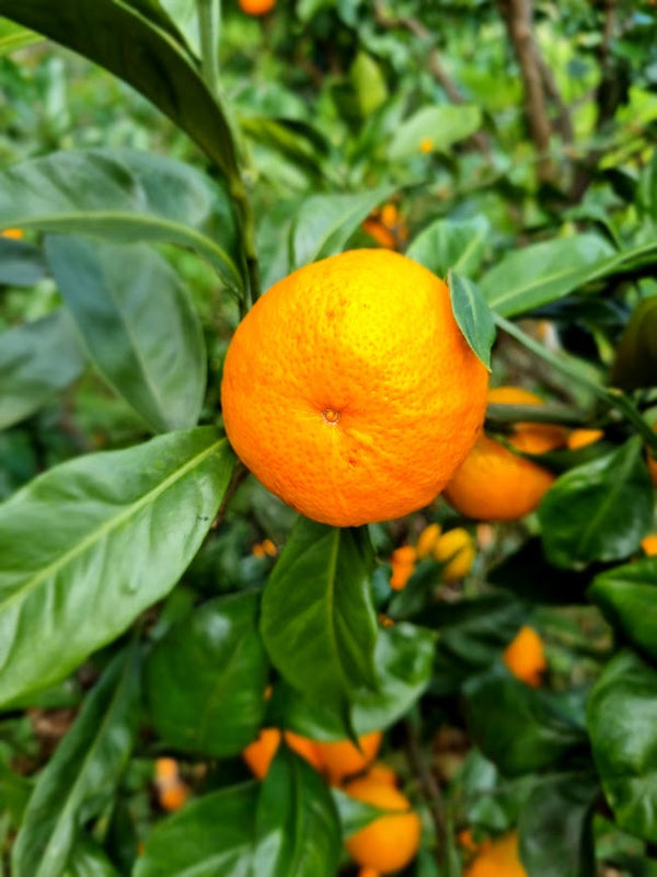 Okitsu Satsuma Mandarin Tree