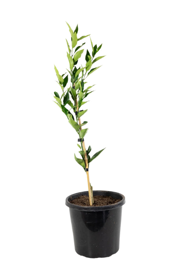 Orangequat Tree