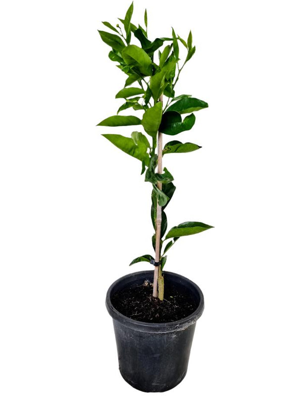Pomelo Citrus Tree