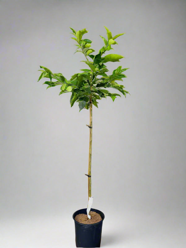 Afourer Mandarin Tree – Sweet, Juicy, and Easy to Love