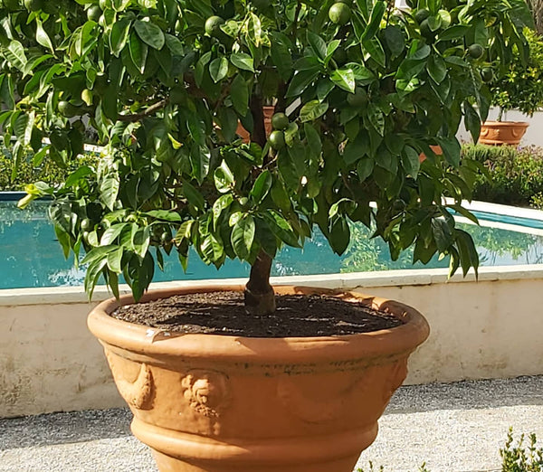 Seville Orange Tree (Common Bitter Orange Tree)