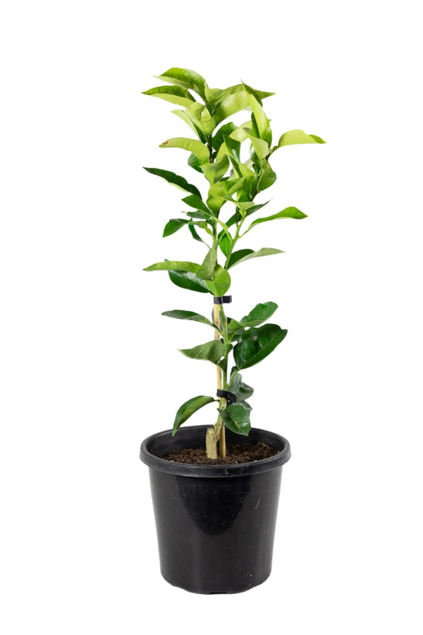Star Ruby Grapefruit Tree
