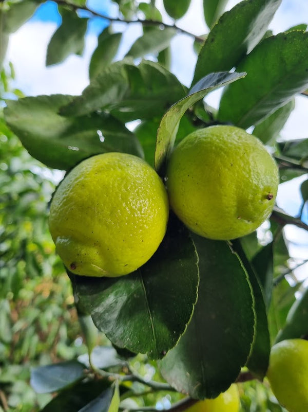 Tahitian Lime Tree