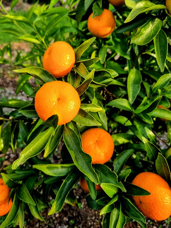 Thorny Mandarin Tree