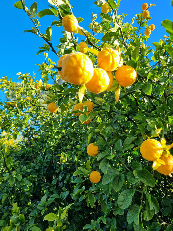 Trifoliata Citrus Tree