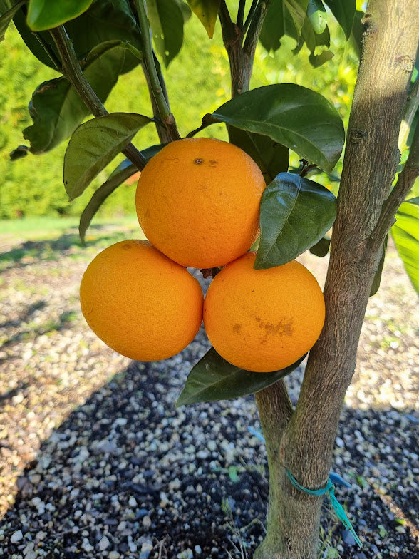 Vainiglia Pink Orange Tree