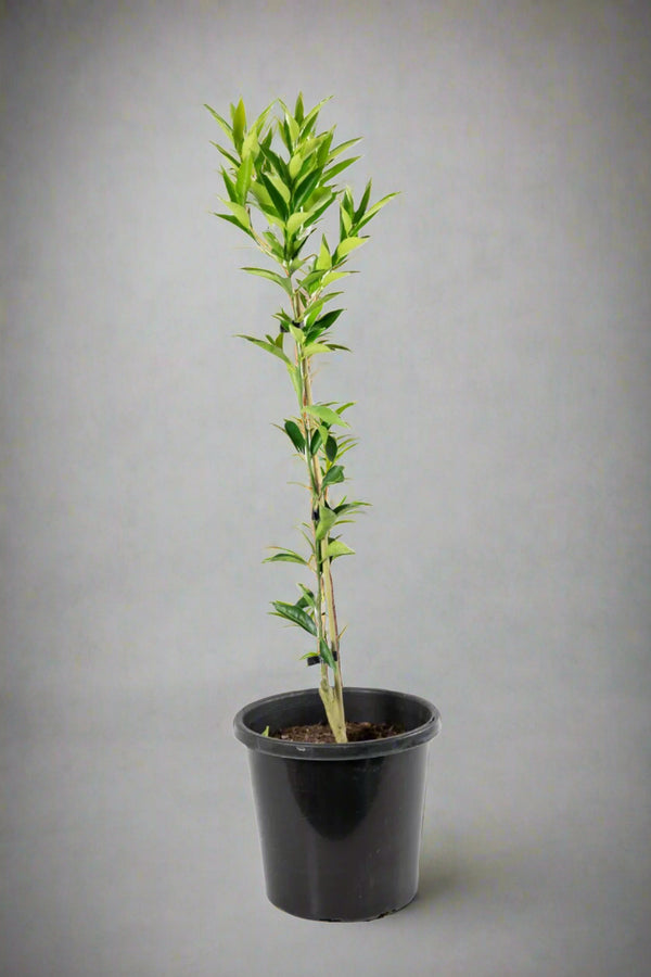 Willowleaf Mandarin Tree – Small, Sweet, and Surprisingly Tough
