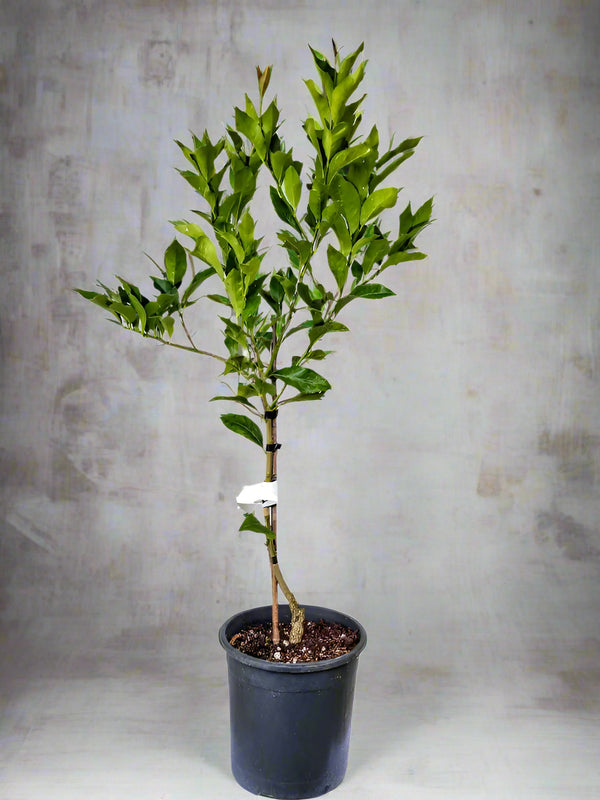 Yen Ben Lemon Tree