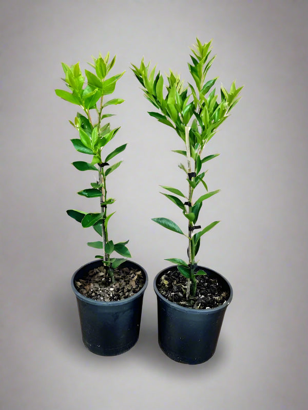 Meyer Lemon Tree