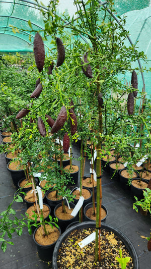 How to Plant, Care and Choose Finger Limes