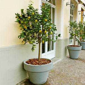 How to Use Citrus Trees to Create Fabulous Landscaping -Inspiration Page