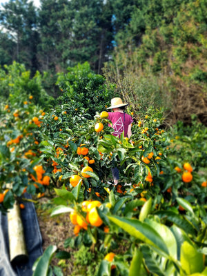 Monthly Maintenance Calendar for Citrus Trees