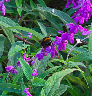 How to Attract Beneficial Insects to your Citrus Trees