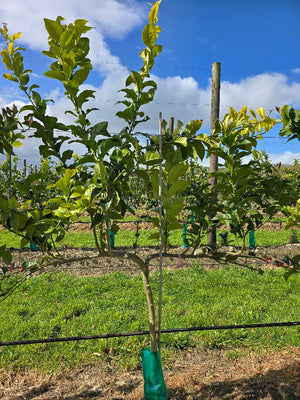 Our Gisborne Adventure- Spraying, Trellising , OJ and More