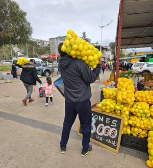 Citrus Adventures in Brazil and Chile