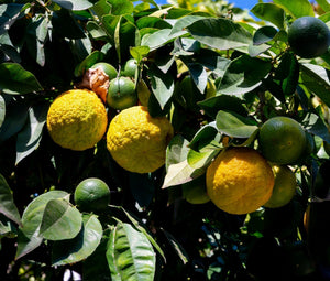 How to Use Bergamot Orange Fruit and Leaves