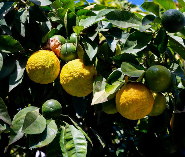 How to Use Bergamot Orange Fruit and Leaves