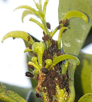 Aphids - Main types of Citrus Aphids, Damage Symptoms, Control Strategies