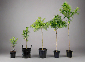 How to Decide Which Citrus Range to Choose?