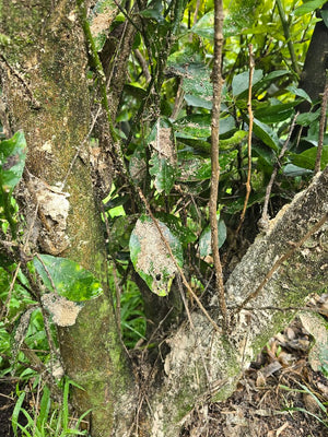 Lemon Tree Borer - How to Identify Insect, Damage and Control  Strategies