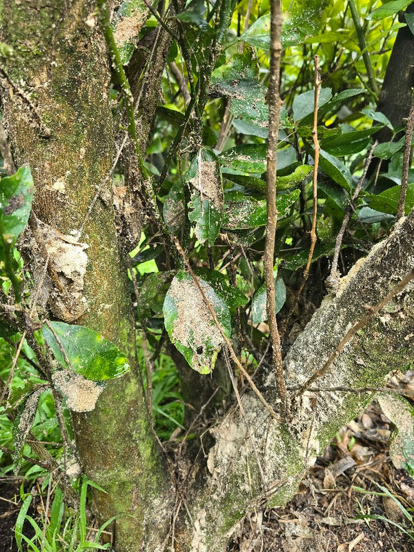 Lemon Tree Borer - How to Identify Insect, Damage and Control  Strategies