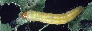 Leaf-Roller Caterpillars - Types, Damage Signs, and Control Strategies